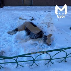 post-32529 thumbnail